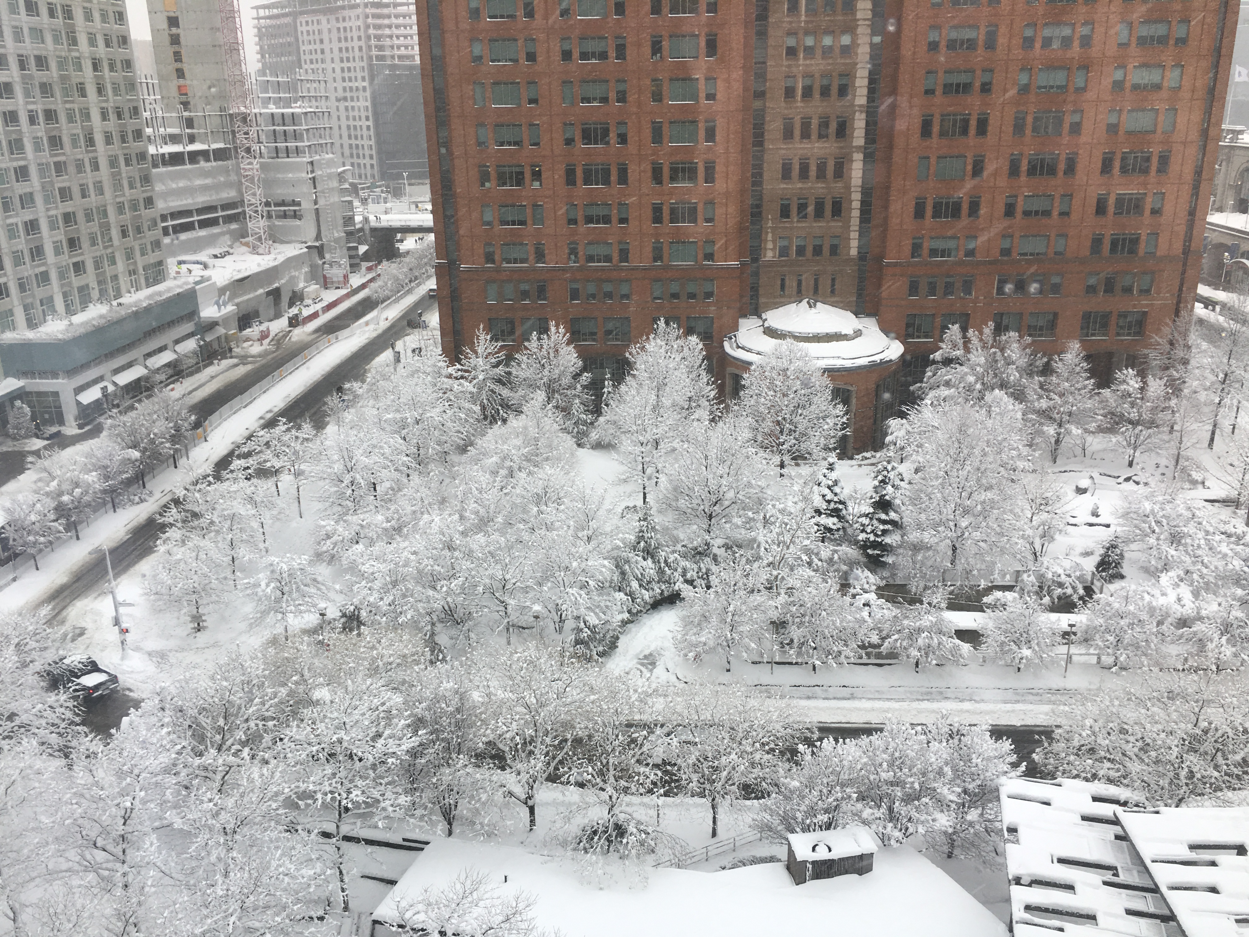 Snow on trees and buildings in Boston, MA.