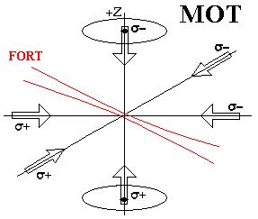 schematic of the MOT and FORT